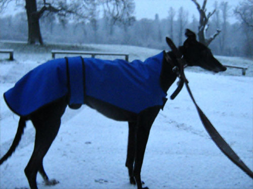 Snow Dog